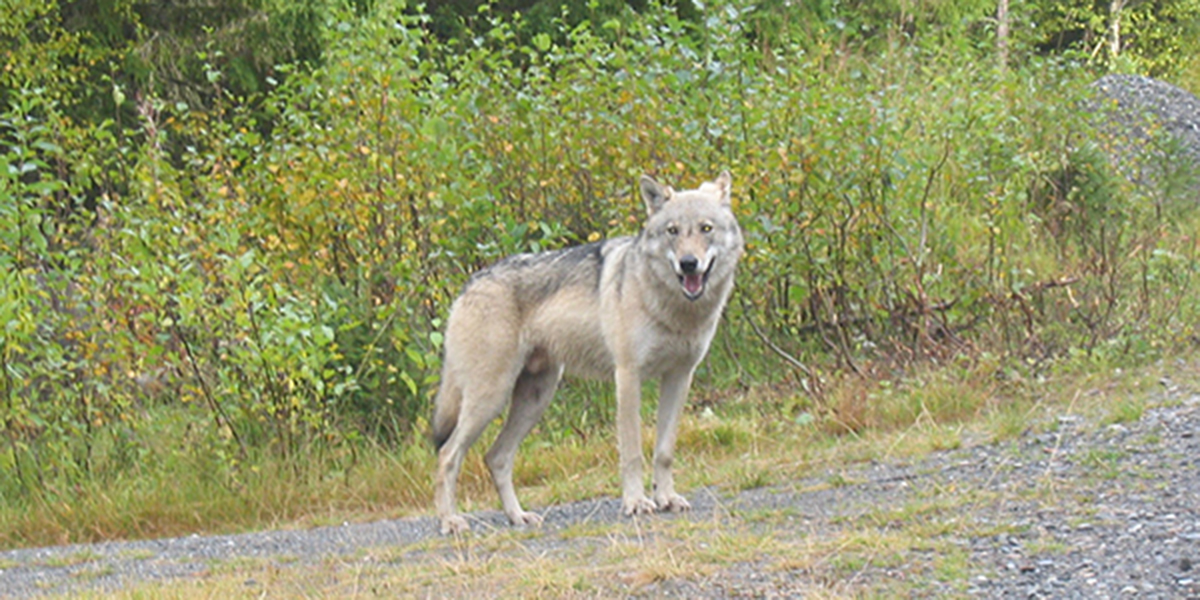 Foto: Statens naturoppsyn Foto: Statens naturoppsyn